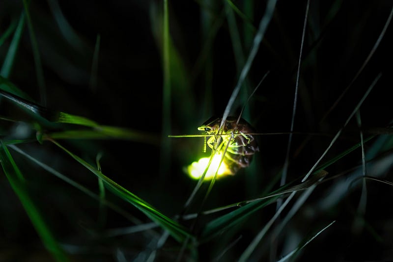 Glowing fireflies illuminating a summer night