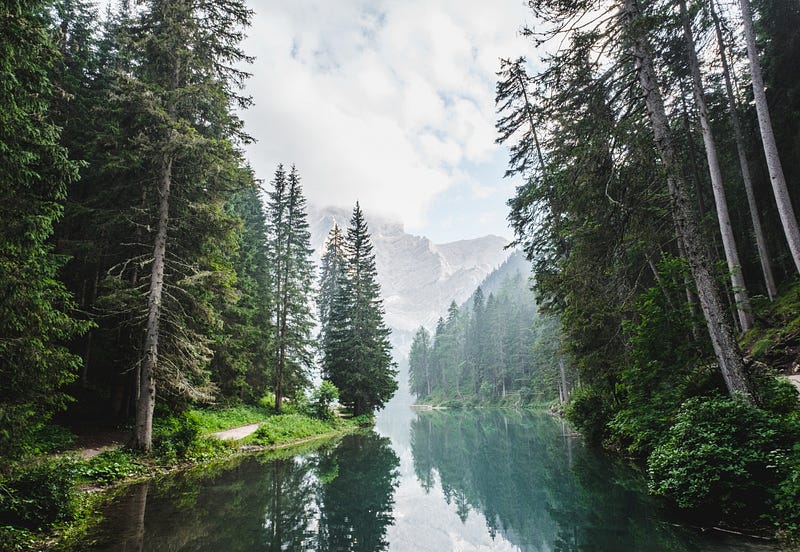 Majestic tree in British Columbia