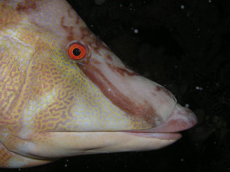 Parrotfish blending into its environment