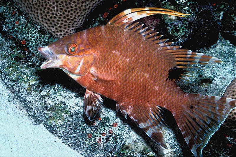 Close-up of a parrotfish