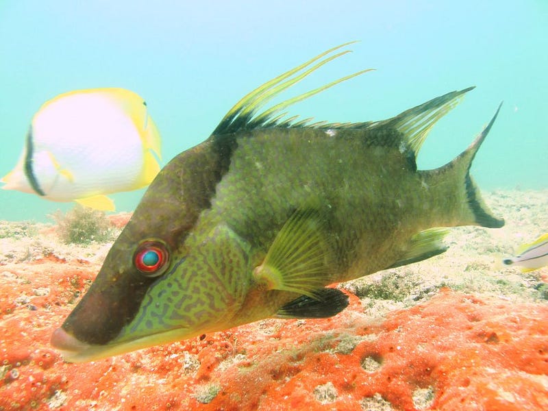 Parrotfish displaying color change