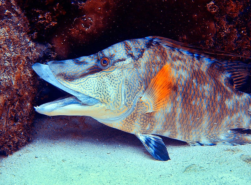 Microscopic view of parrotfish skin