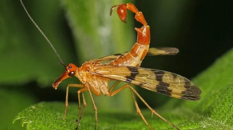 Scorpion Fly in action