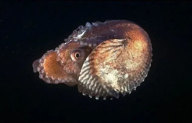 Paper nautilus in its habitat