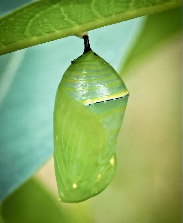 Caterpillar undergoing metamorphosis