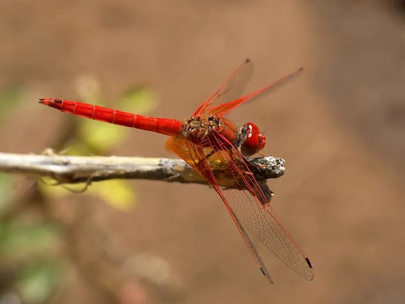 Dragonfly showcasing its unique structure