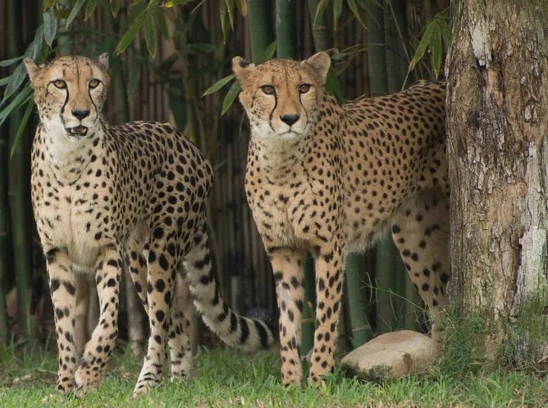 Cheetah demonstrating genetic similarity