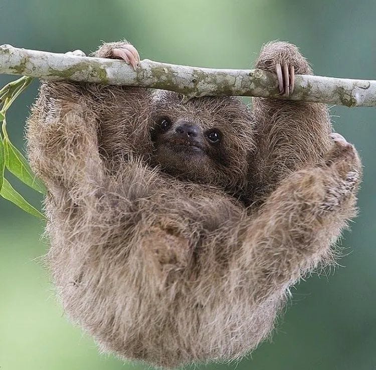 Sloth hanging effortlessly from a branch