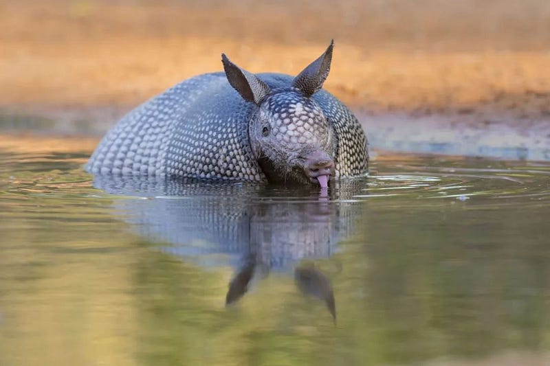 Armadillo navigating through water