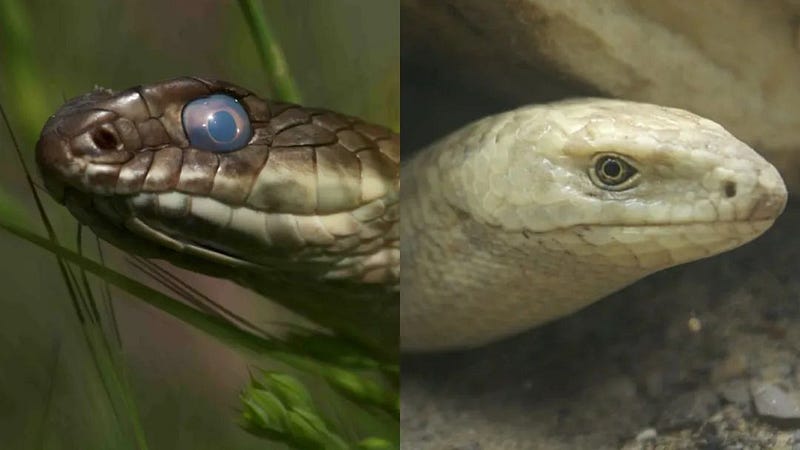 Snake versus legless lizard comparison