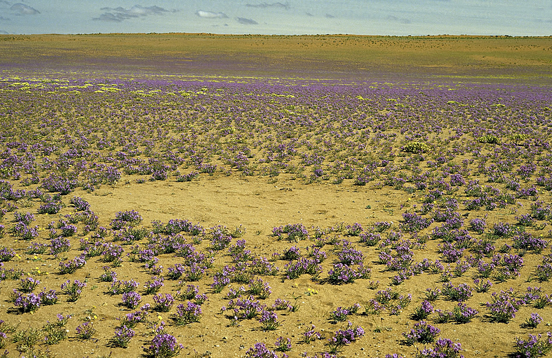 Research on vegetation patterns in the Namib Desert