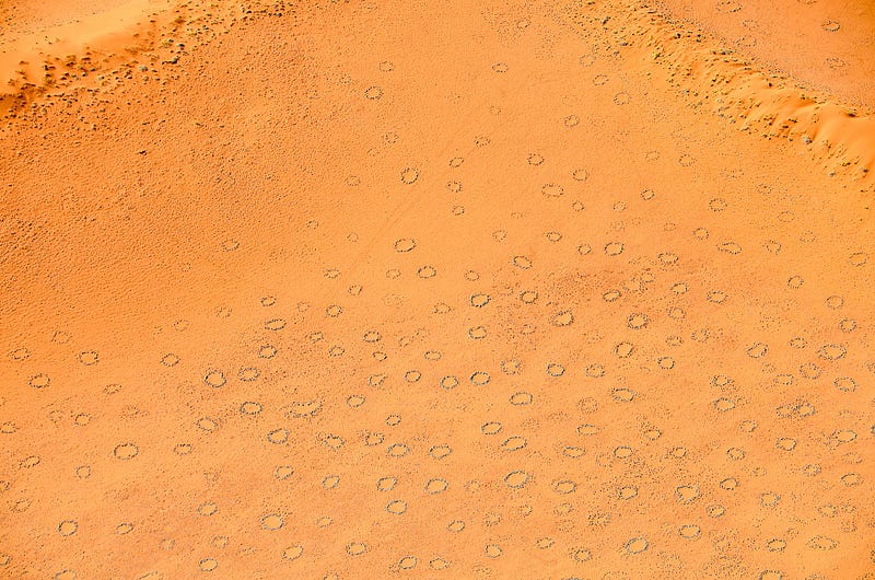 Exploring root structures of desert vegetation