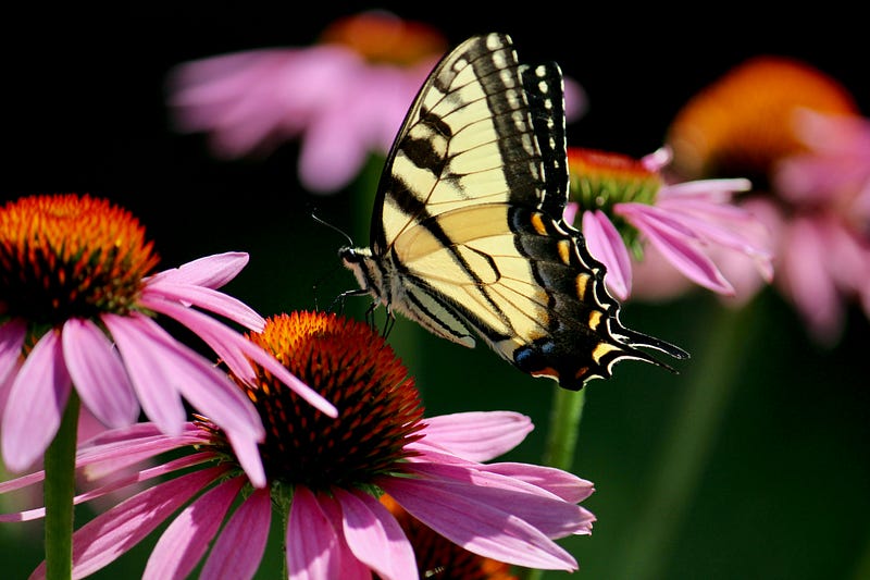 Native flowers support local biodiversity.