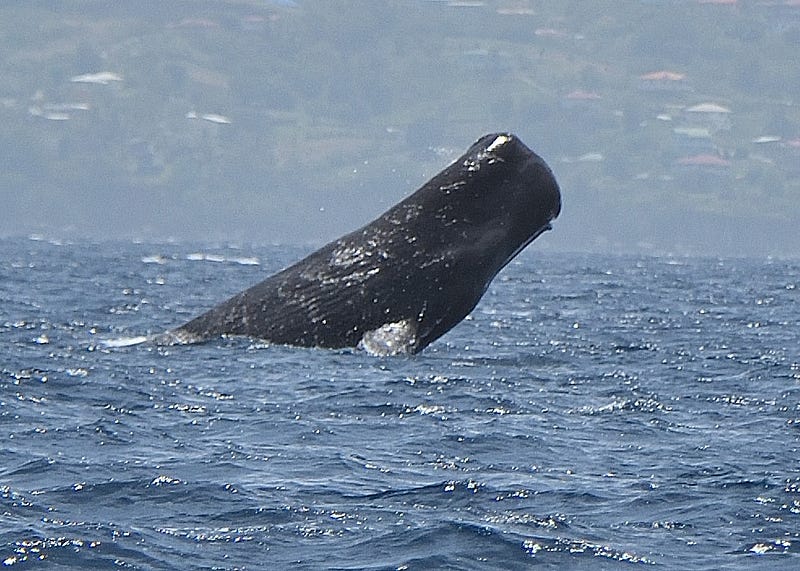 Sperm whale breaching in Dominica