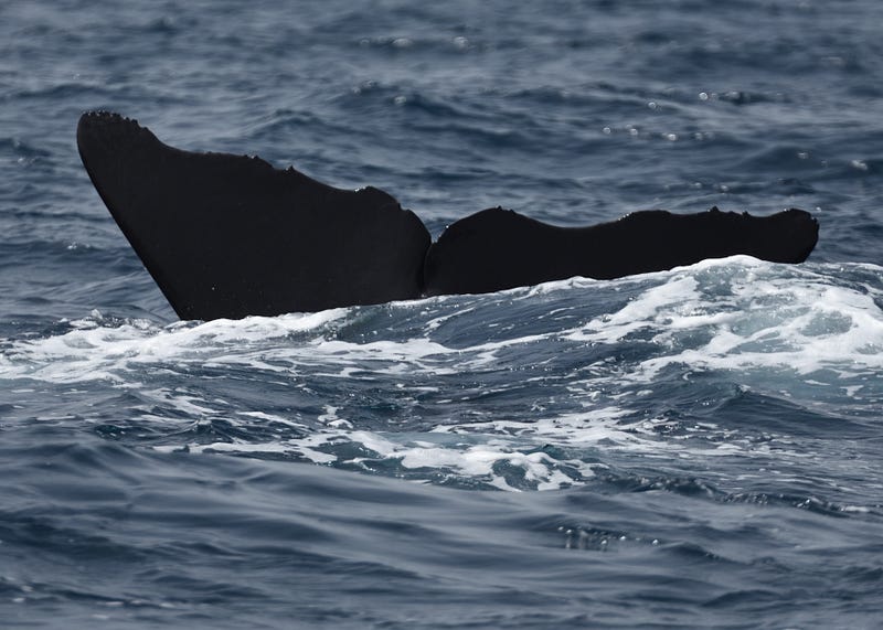 Sperm whale fluke captured in Dominica