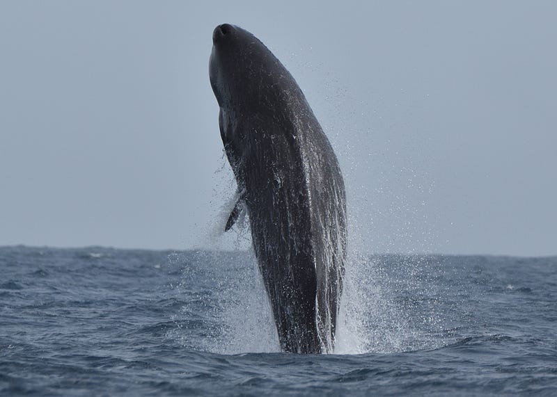 Breaching sperm whale in Dominica