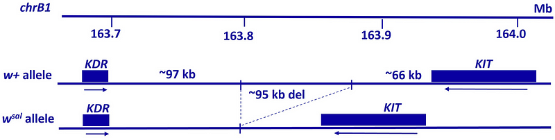 Schematic representation of the KIT gene and its relationship to salmiak coloring