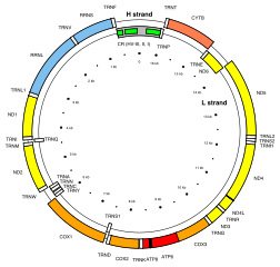 Illustration of mtDNA inheritance