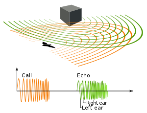 Illustration of bat echolocation