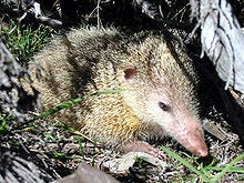 Tenrec species