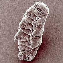 Tardigrades under an electron microscope