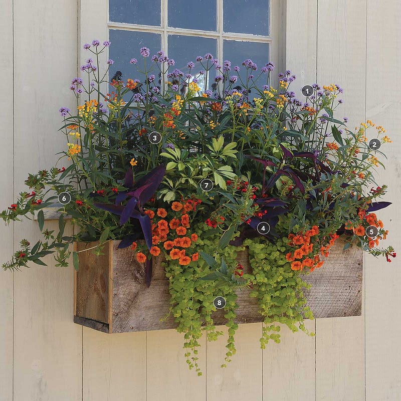 Pollinator-friendly window box plants