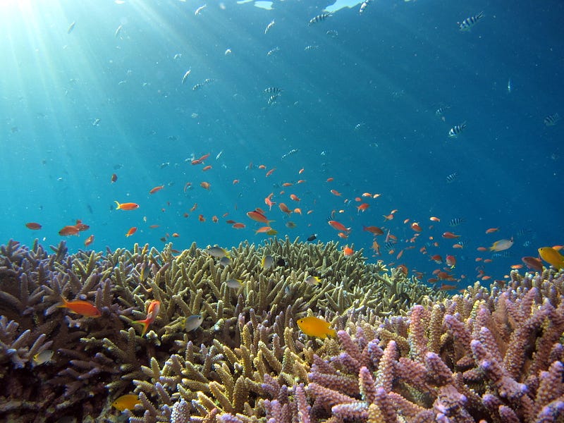 Marine life affected by ocean acidification