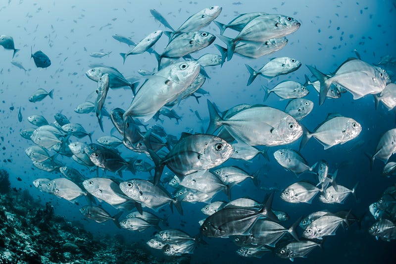 Protecting vital marine ecosystems