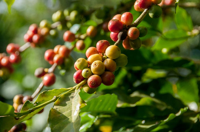 Close-up of coffee cherries