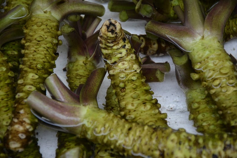 Wasabi and Memory: A Complex Relationship