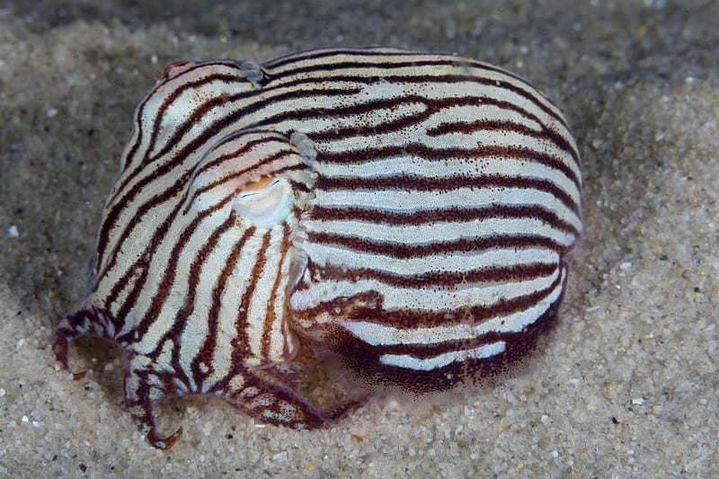 A vibrant striped pyjama squid in its natural habitat.