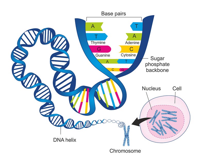 Diagram showing the structure of DNA.