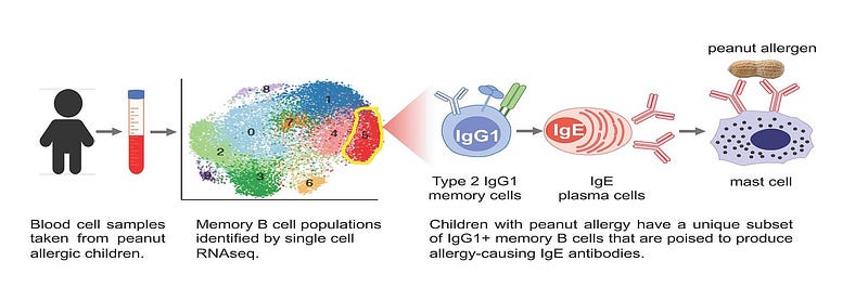 Analysis of allergy-causing IgE antibodies