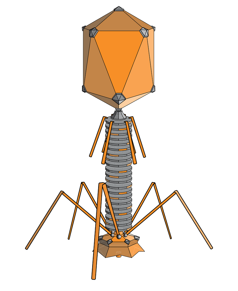 Bacteriophage structure