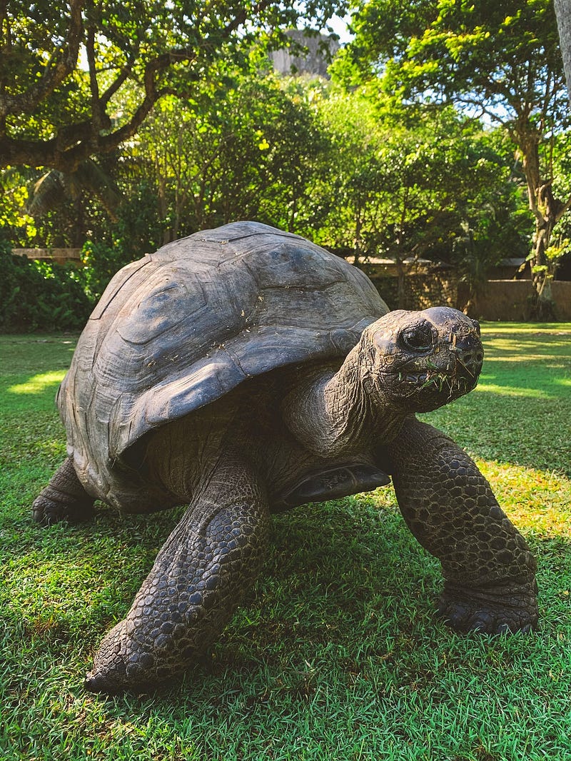 Tortoise confronting the dog about yams