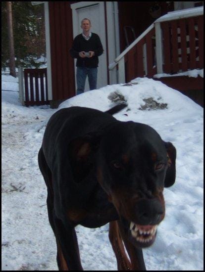 A friendly Doberman named Balder